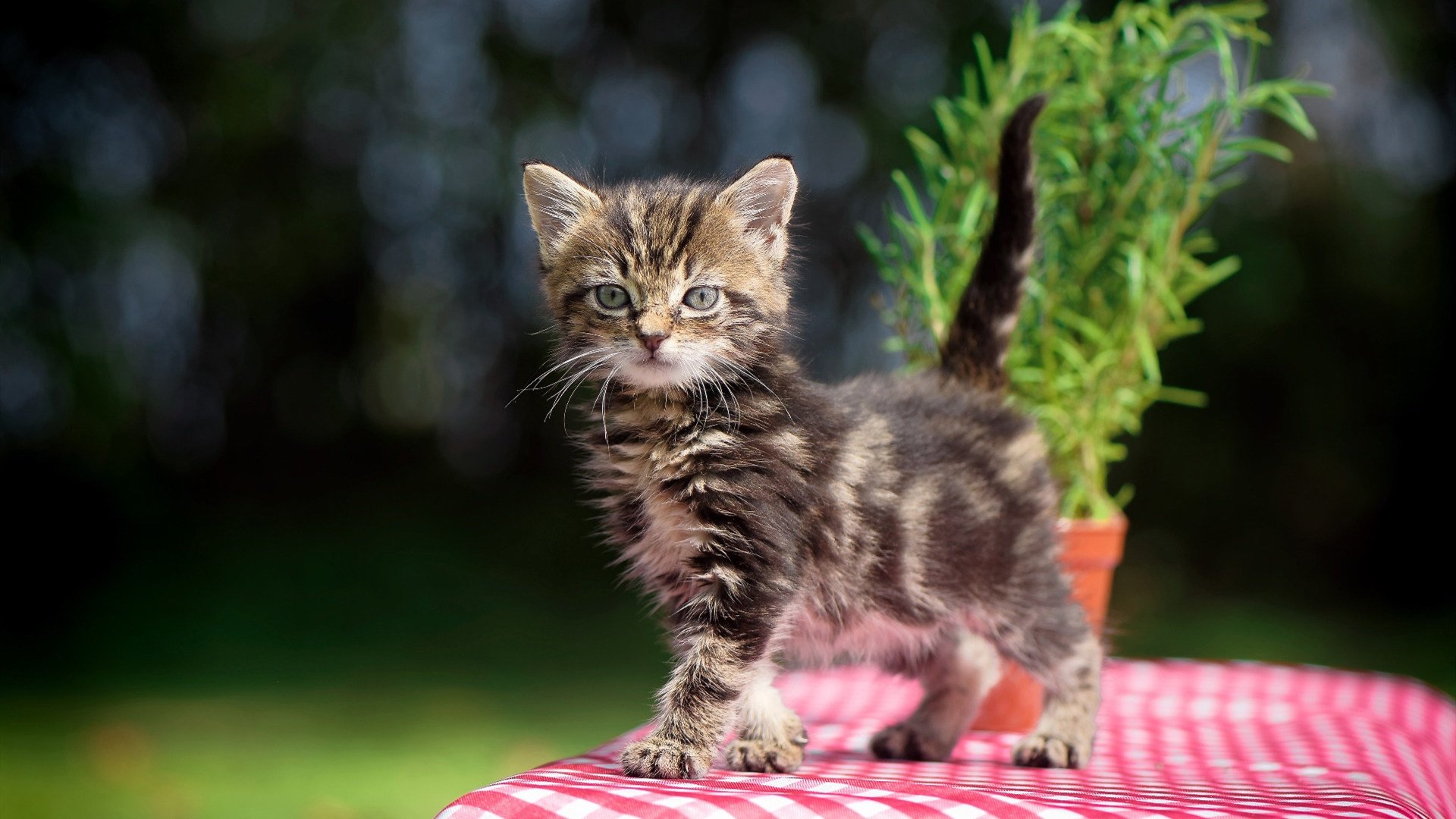 【水手登顶西区】罗德里格斯爆发带队迎来七连胜，罗德里格斯j罗